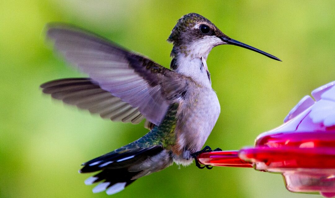 Outdoor Hummingbird Feeders: Attracting Nature’s Tiny Wonders