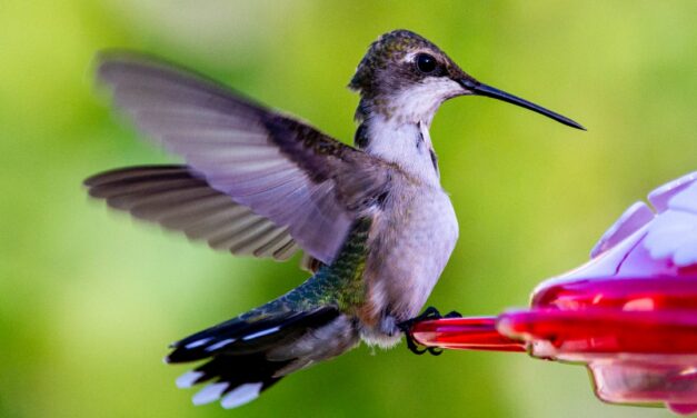 Outdoor Hummingbird Feeders: Attracting Nature’s Tiny Wonders